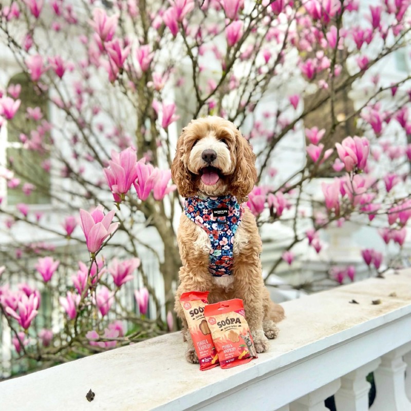 Soopa Healthy Bites šunų skanėstai su mango ir avietėmis (Mango & Raspberry), 50 g