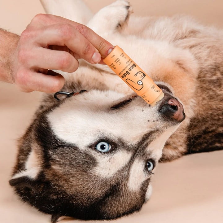 Butchcare Paw Balm raminantis ir drėkinantis natūralus nosies balzamas šunims