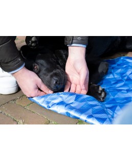 Vėsinantis kilimėlis dideliems šunims, CoolPets Premium Cooling Mat M (90x60cm)