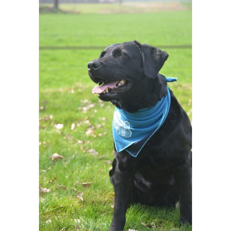 Vėsinanti skarelė dideliems šunims, CoolPets Cooling Bandana 60x60cm (L)