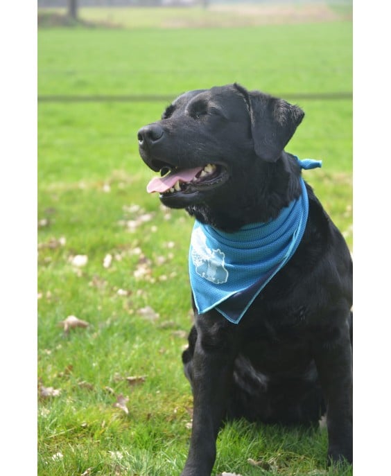 Vėsinanti skarelė dideliems šunims, CoolPets Cooling Bandana 60x60cm (L)