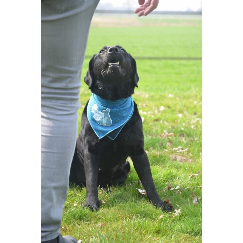 Vėsinanti skarelė dideliems šunims, CoolPets Cooling Bandana 60x60cm (L)