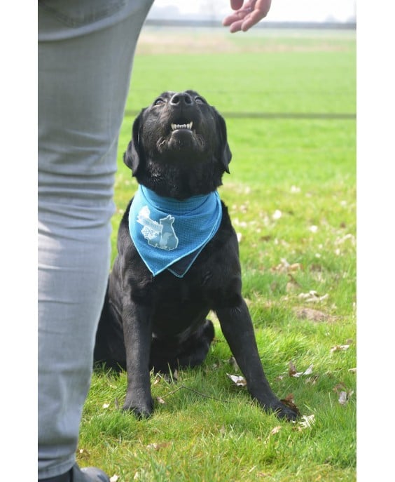 Vėsinanti skarelė dideliems šunims, CoolPets Cooling Bandana 60x60cm (L)