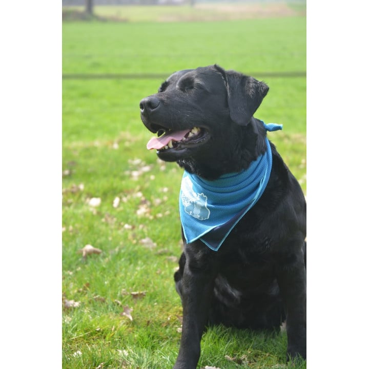 Vėsinanti skarelė vidutiniams šunims, CoolPets Cooling Bandana 45x45cm (M)