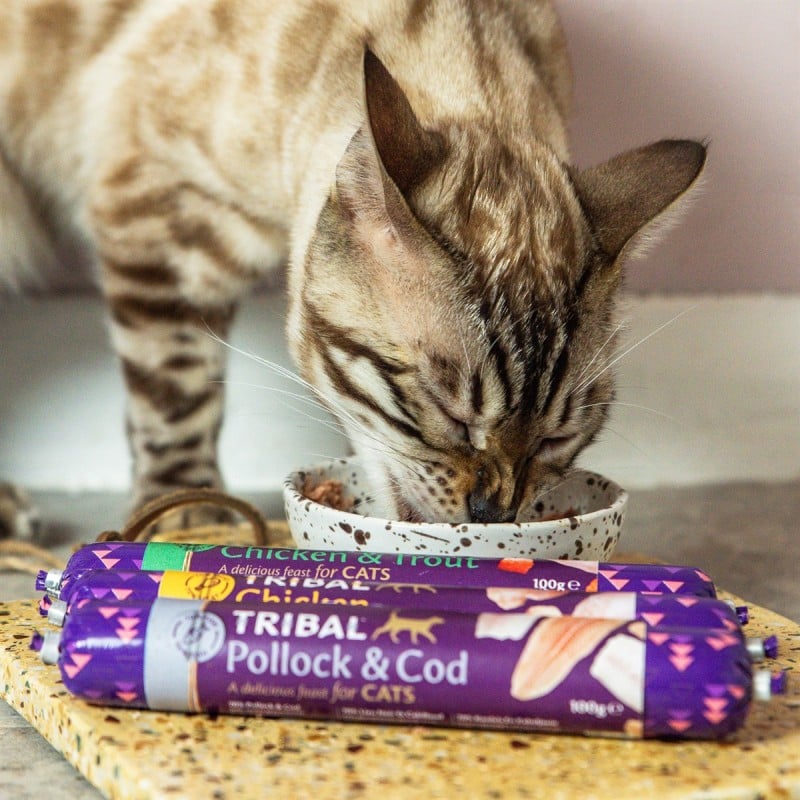 Tribal Cat konservai katėms su saida ir menke, 100 g