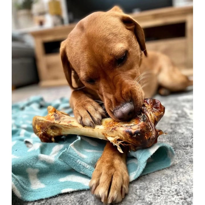 Stručio kaulas šunims „Ostrich Dino Bone“ kramtau.lt skanėstas šunims, šunų graužimui