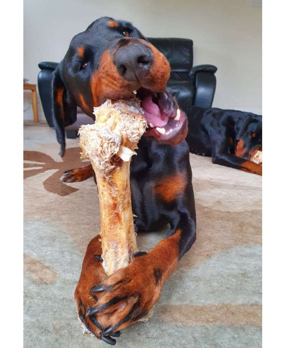 Stručio kaulas šunims „Ostrich Dino Bone“, Paddock Farm