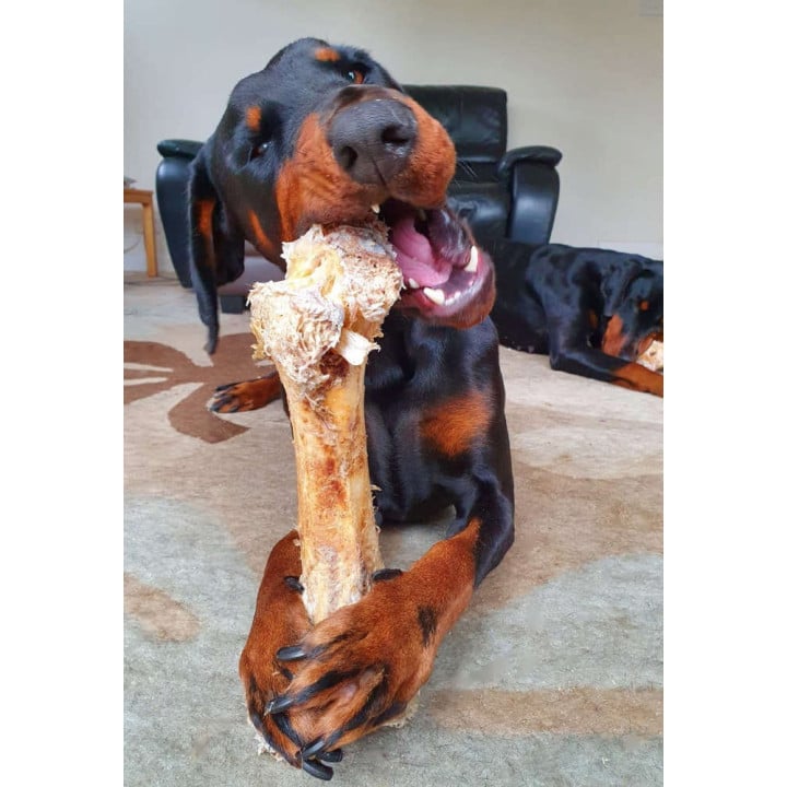 Stručio kaulas šunims „Ostrich Dino Bone“, Paddock Farm