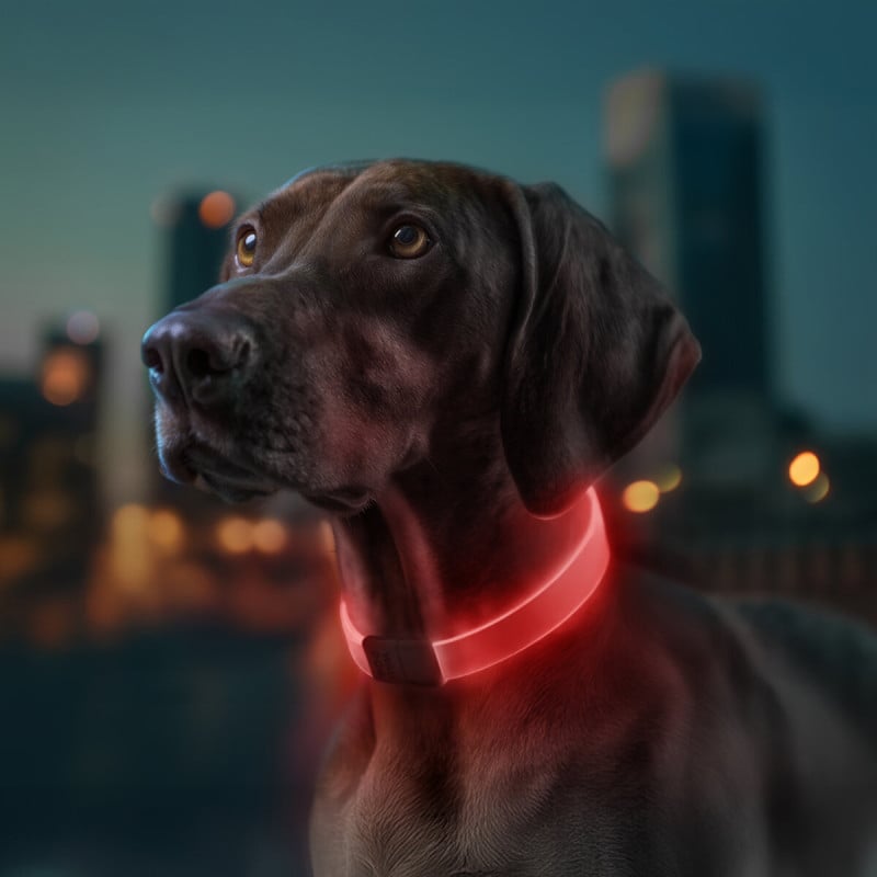WAUDOG LED RGB antkaklis šuniui | Kramtau.lt
