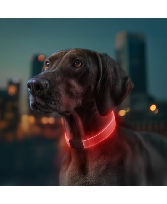 WAUDOG LED RGB antkaklis šuniui | Kramtau.lt