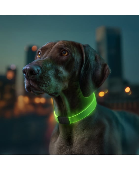 WAUDOG LED RGB antkaklis šuniui | Kramtau.lt