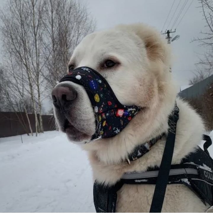 WAUDOG Nylon antsnukis su NASA raštu ant didelio šuns