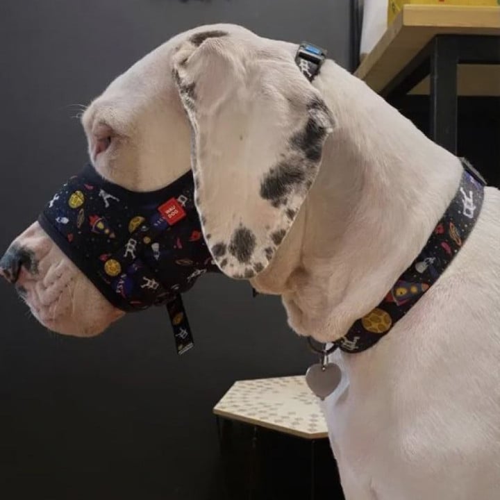 WAUDOG Nylon antsnukis su NASA raštu ant dogo