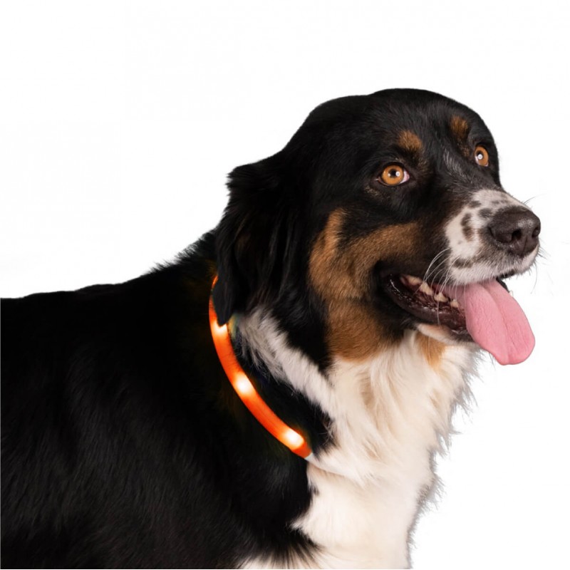 Šviečiantis LED antkaklis šunims