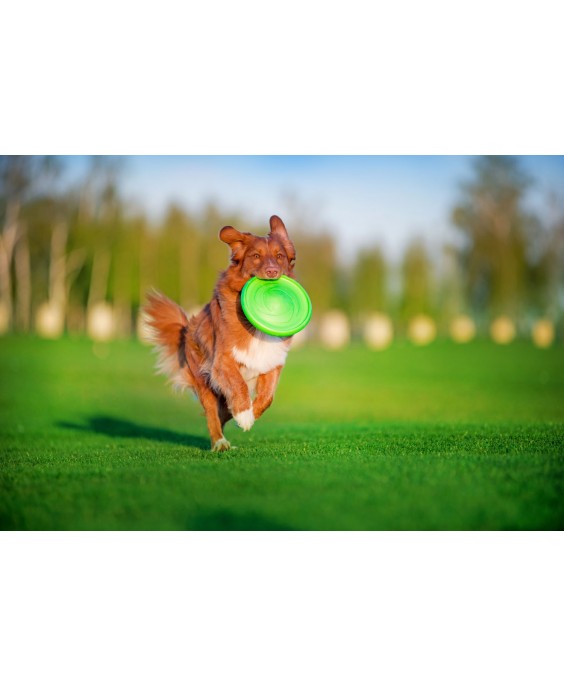 Dvipusis skraidantis diskas šunims FLYBER Flying