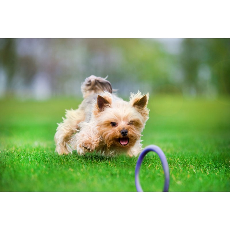 Žaislas - mankštos priemonė šunims PULLER Micro 12,5 cm