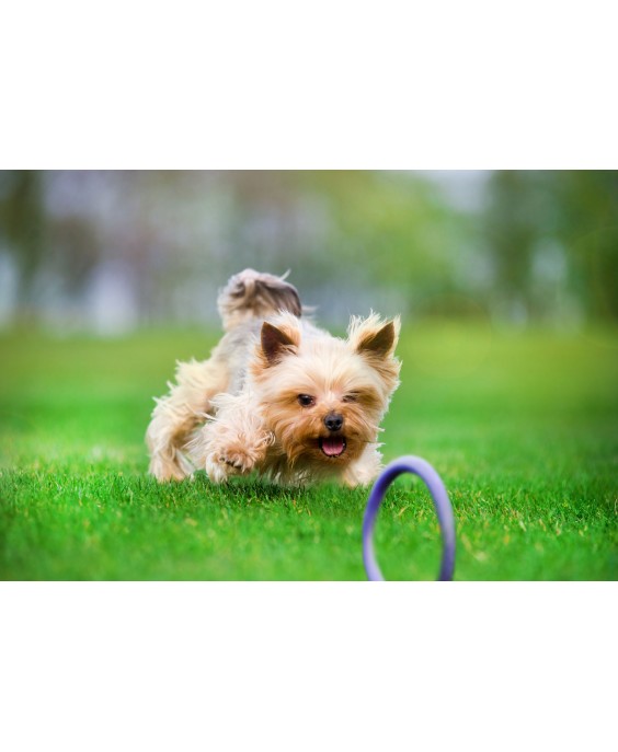 Žaislas - mankštos priemonė šunims PULLER Micro 12,5 cm