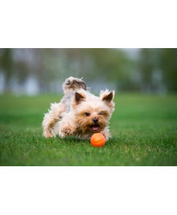 Žaislas šunims kamuoliukas LIKER 5 cm